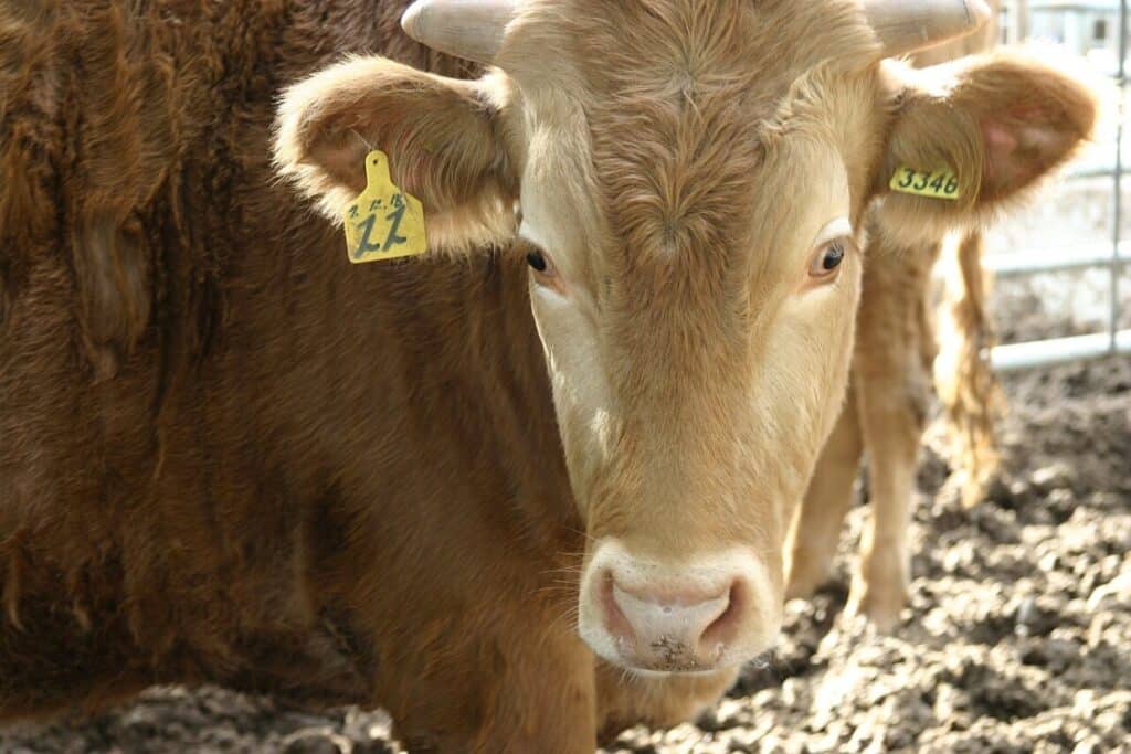 South Korean Co-Op Worker Steals $2.4M Worth of Beef for Gambling